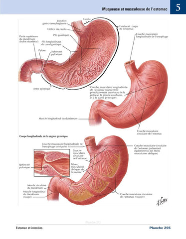 Atlas Netter d'anatomie humaine 8e édition